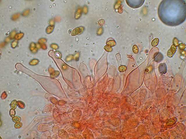 Galerina spec. Cod.DSCN 9149